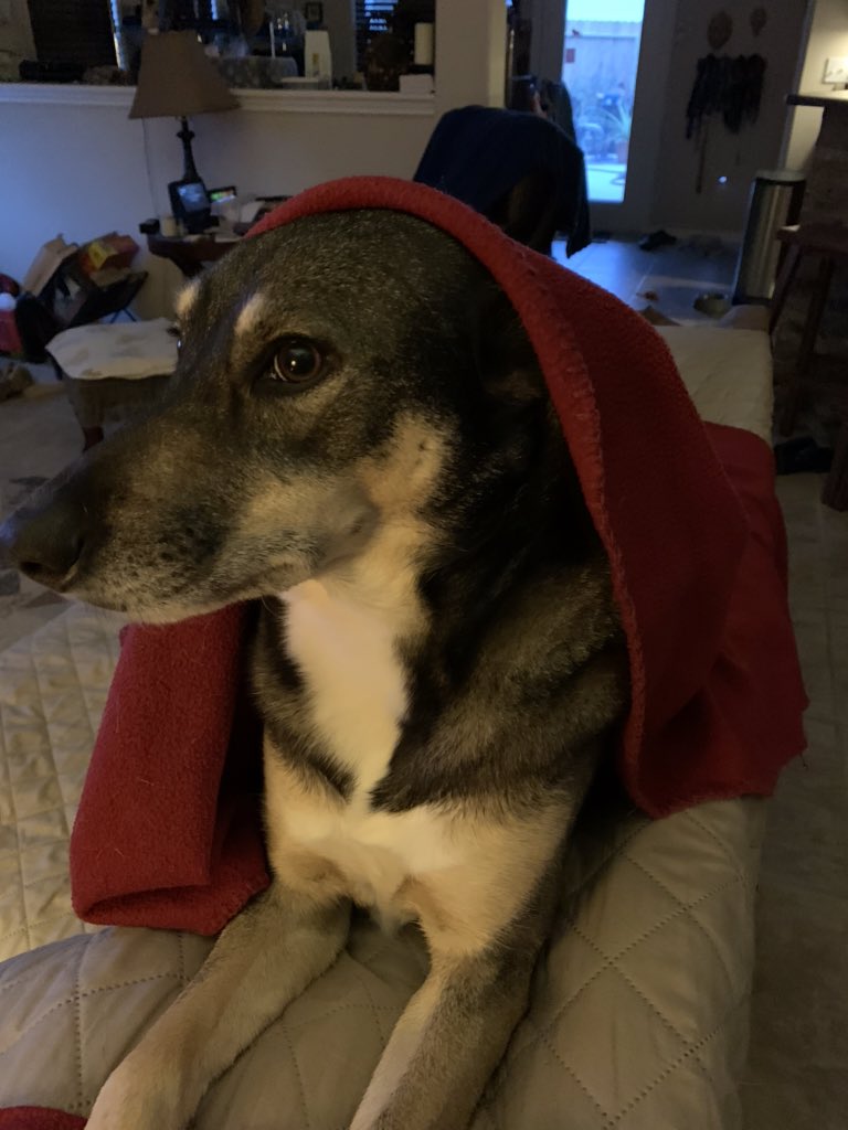 slonaker's tweet photo. @GeorgeTakei Ours. This is our rescue, Kaia. She was found in a box, with others, next to an apartment complex dumpster. She’s like part miniature shepherd and part coyote.  Scary-smart, too. https://t.co/1MjWSGeA8D