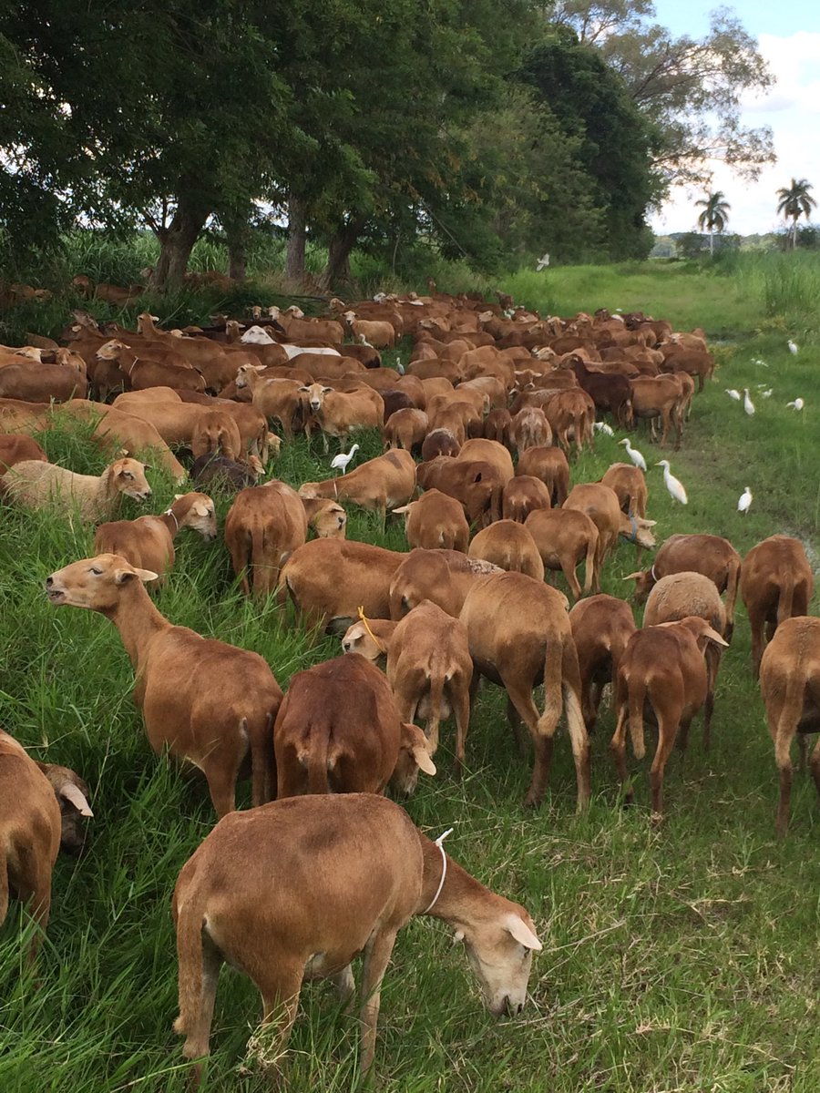Harvest2050_MZ's tweet photo. Integrating #livestock with #sugarcane production at El Hatico improves #soil health #biodiversity & #sequesters #soilcarbon in #ValleDelCauca #Colombia 🇨🇴💪👍👏🏽 #WorldSoilDay @CIAT_ @TNCLatinAmerica @GTruittNakata @CIAT_RO https://t.co/JwFHA44Plh