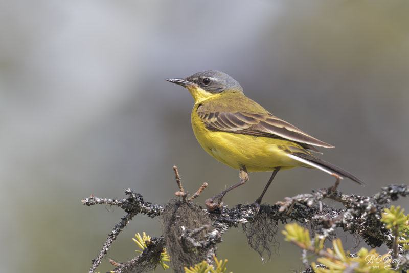 #yellowwagtail #keltavästäräkki #gulärla Pajala, Sweden