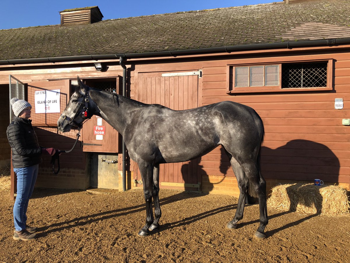 lillingston_bs's tweet photo. Very grateful and proud to have finished the 2019 @Tattersalls1766 Mare Sale as the 4th leading buyer. Huge thanks to our clients and team throughout the week @lukelillingston  #onthemoonagain #blancdechine #seaprose #nkosikazi https://t.co/uzR841TFYP