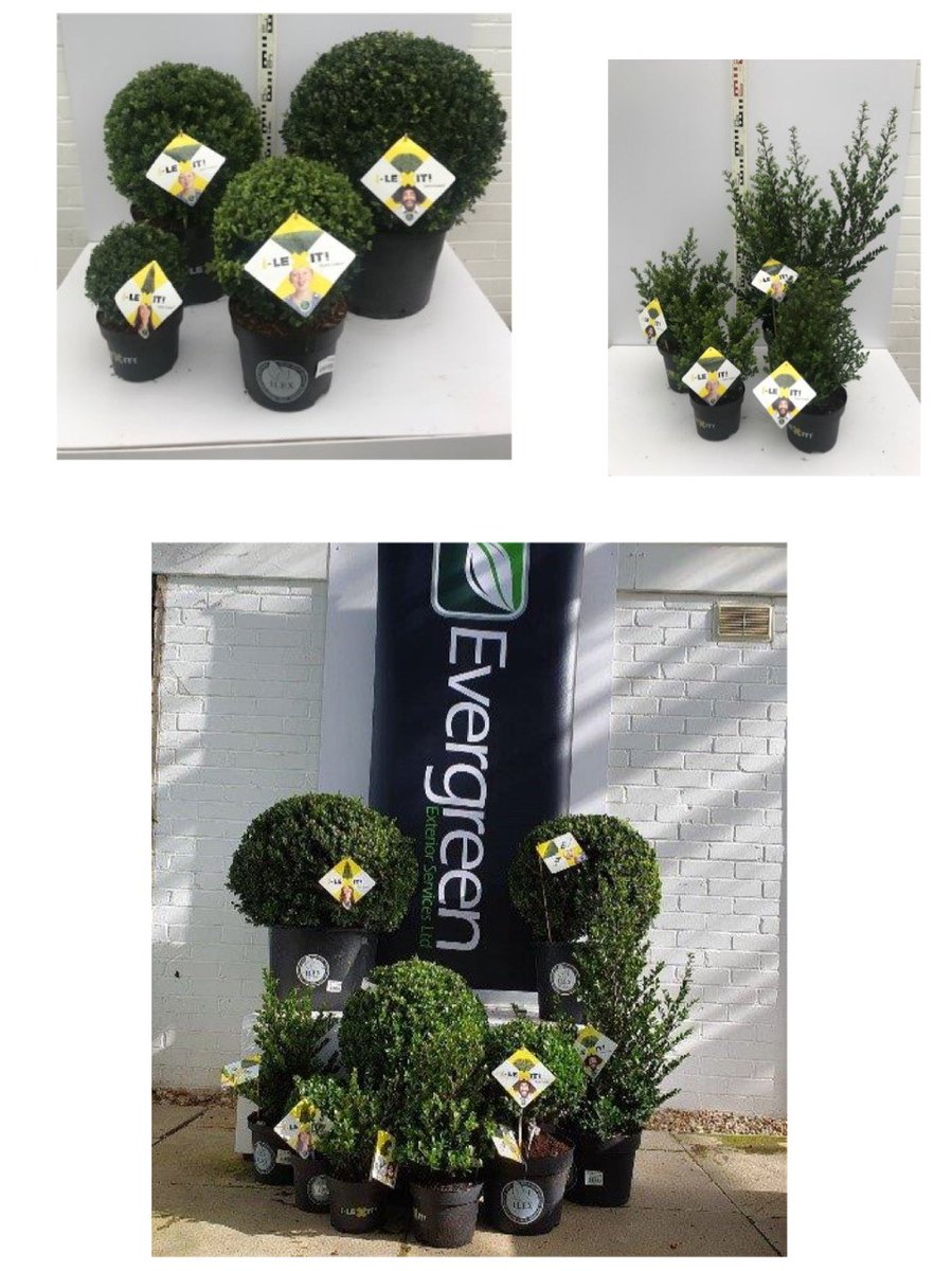 EvergreenExt's tweet image. We are offering a 10% discount on selected sizes of Ilex Crenata Dark Green Hedging and Balls. Please email sales@evergreenext.co.uk or call 020 8770 9200 for availability and pricing.