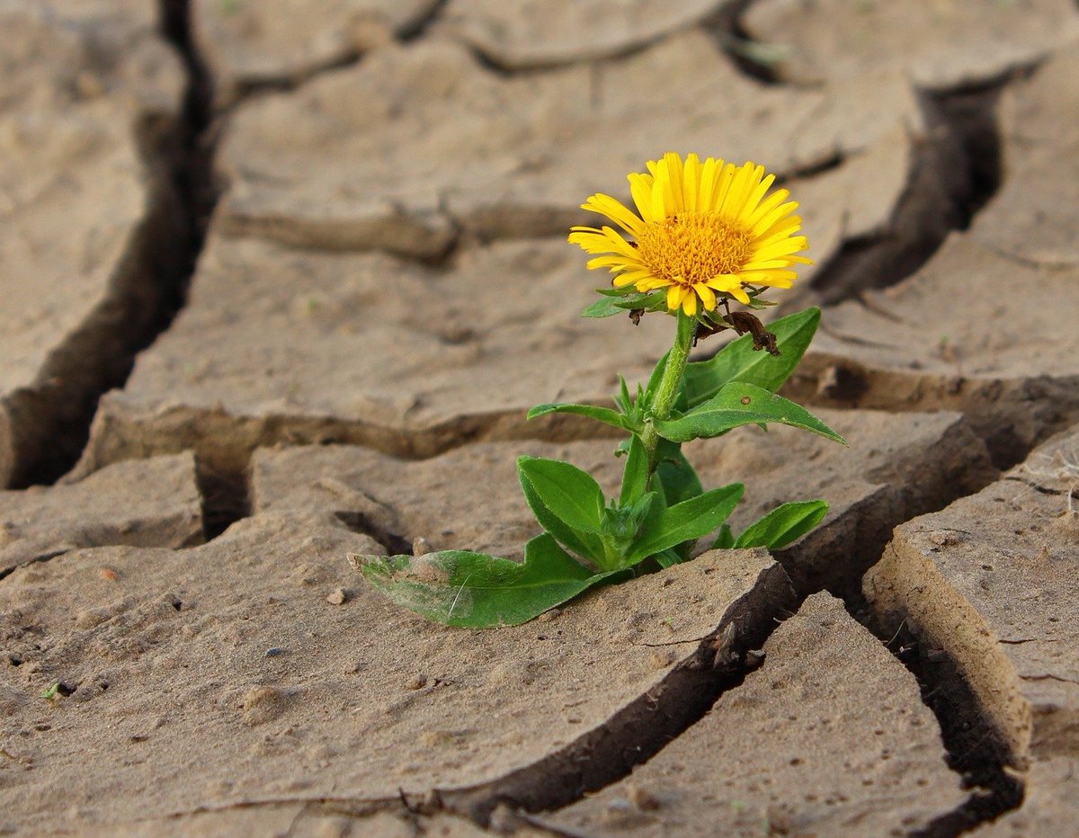 Heute ist #Weltbodentag 🌏 #Boden ist Lebensgrundlage. Welche Folgen hat der #Klimawandel 🔥 für unsere Böden?
#Dürre wie in den Sommern 2018 und 2019 beeinträchtigt wichtige Bodenfunktionen 👉 bit.ly/2OQFO4f  und hlnug.de/presse/duerre-1
#COP25 #FürEineLebenswerteZukunft