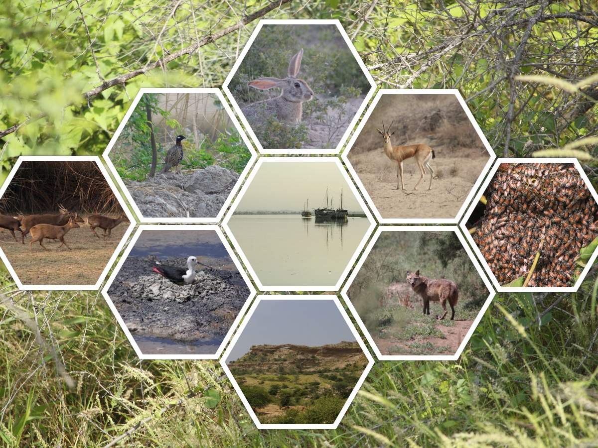 sindhwildlife-sindhwildlife-posts-x