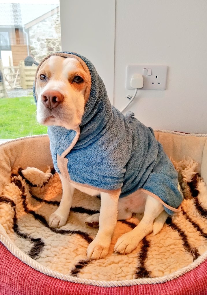 Dare woz no need to do dat. I had not rolled in da poo in da garden diss morning!! #Beagle