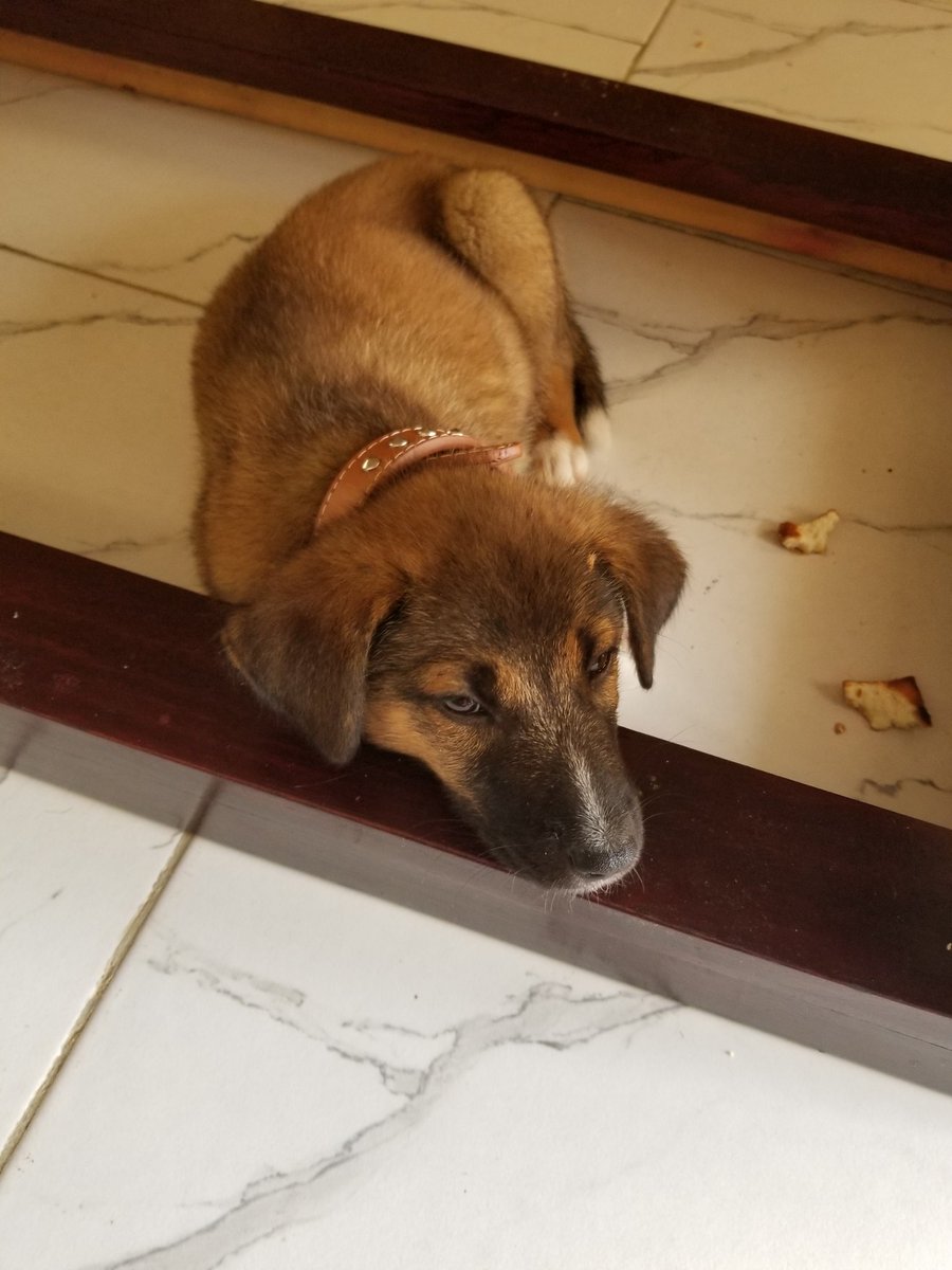 EdrettaH's tweet image. Ladies and Gentlepups, please put your paws together, 🐾🐾introducing Asher, pronounce A-shar, means HAPPINESS! He is playful, well trained, except he wants to play at night.🐶 #PeaceCorpslife #peacecorpspups #pupsofpeacecorps #myfurbaby