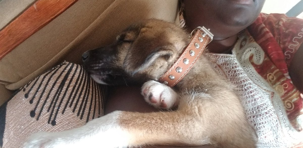 EdrettaH's tweet image. Ladies and Gentlepups, please put your paws together, 🐾🐾introducing Asher, pronounce A-shar, means HAPPINESS! He is playful, well trained, except he wants to play at night.🐶 #PeaceCorpslife #peacecorpspups #pupsofpeacecorps #myfurbaby