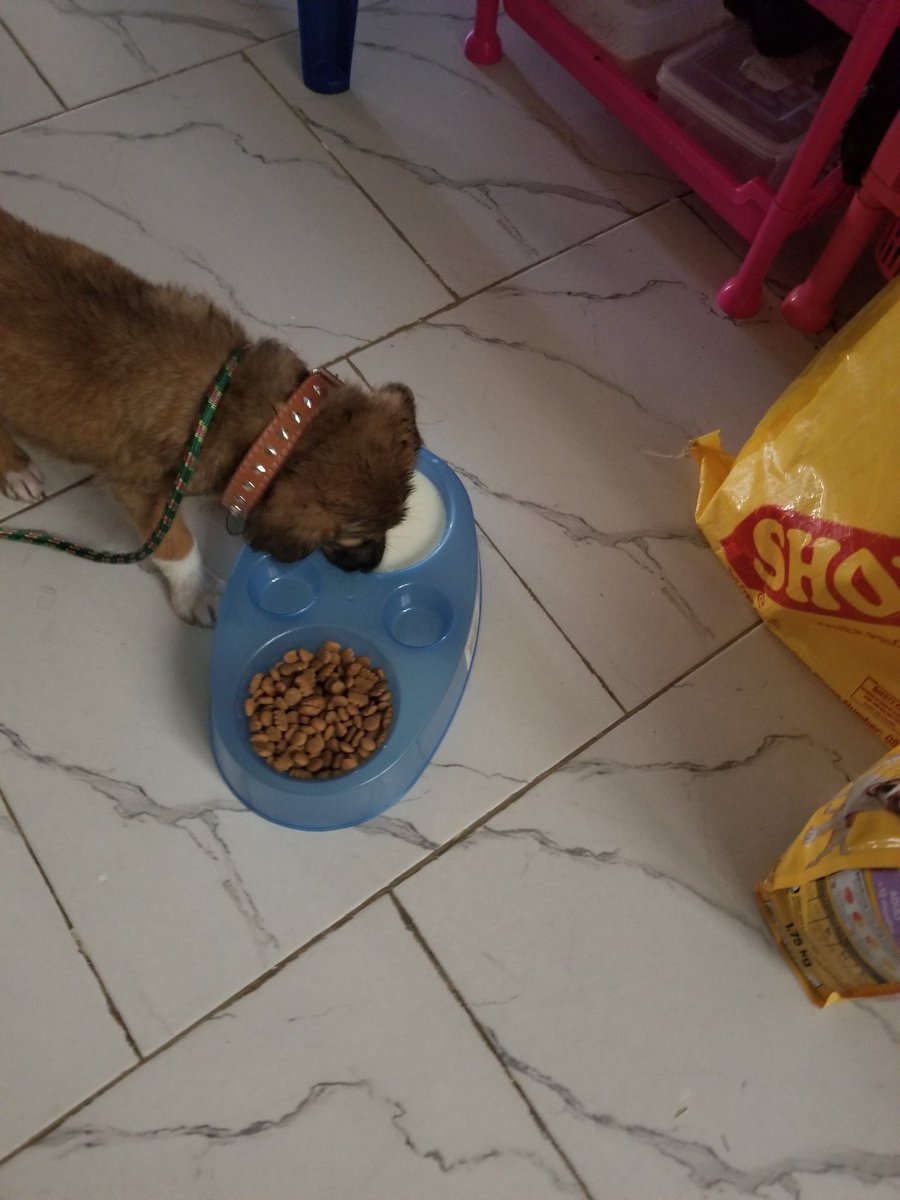EdrettaH's tweet image. Ladies and Gentlepups, please put your paws together, 🐾🐾introducing Asher, pronounce A-shar, means HAPPINESS! He is playful, well trained, except he wants to play at night.🐶 #PeaceCorpslife #peacecorpspups #pupsofpeacecorps #myfurbaby