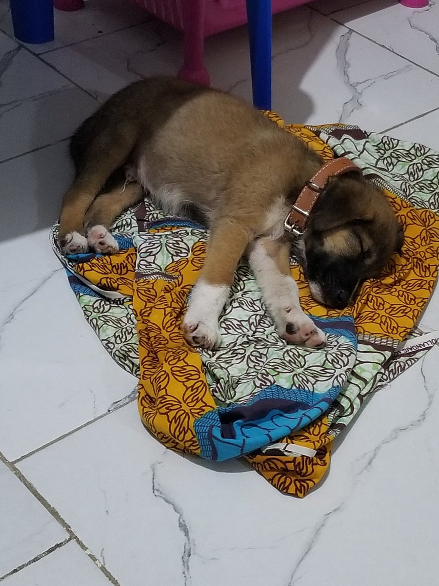 EdrettaH's tweet image. Ladies and Gentlepups, please put your paws together, 🐾🐾introducing Asher, pronounce A-shar, means HAPPINESS! He is playful, well trained, except he wants to play at night.🐶 #PeaceCorpslife #peacecorpspups #pupsofpeacecorps #myfurbaby