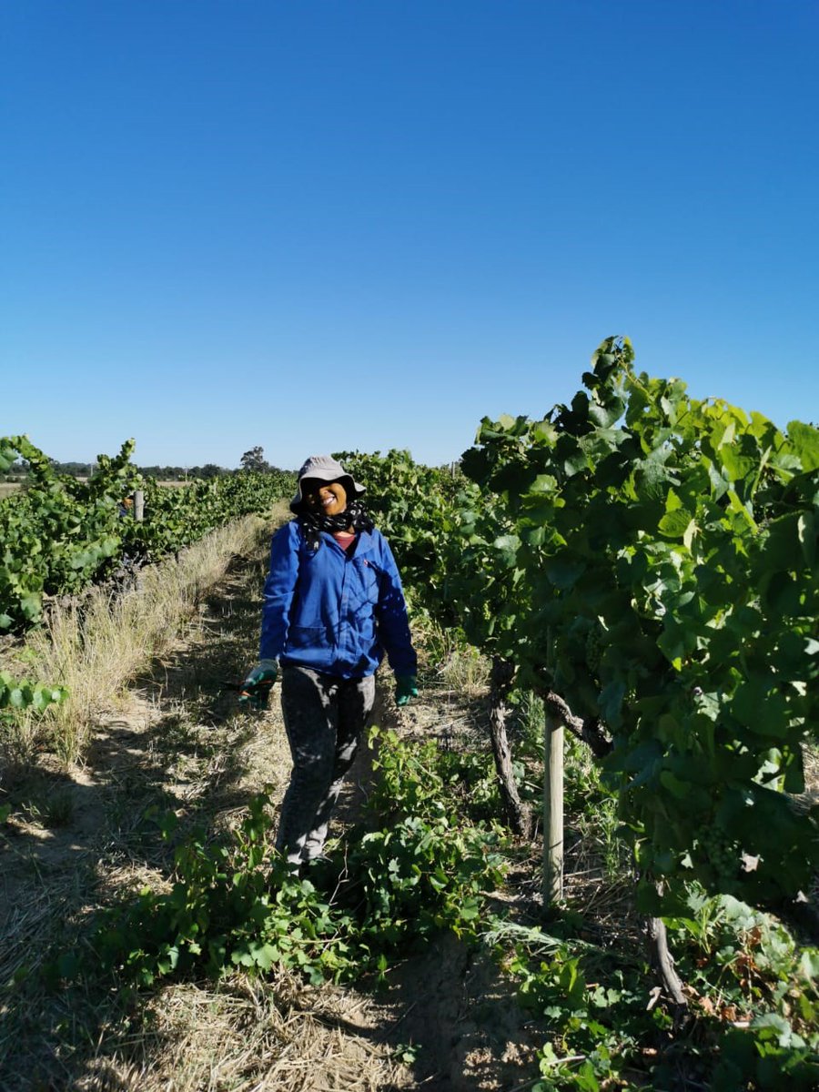 SimonsigWines's tweet photo. As we near harvest, the vineyards are bustling with activity to ensure we get only the best quality grapes for our next vintage.
Here we have the lovely Nosicelo hard at work suckering our Cuvée Royale vineyard.
#Harvest2020 #BlancDeBlancs #PerfectedByTime #TeamSimonsig https://t.co/PY1zZlKXaS