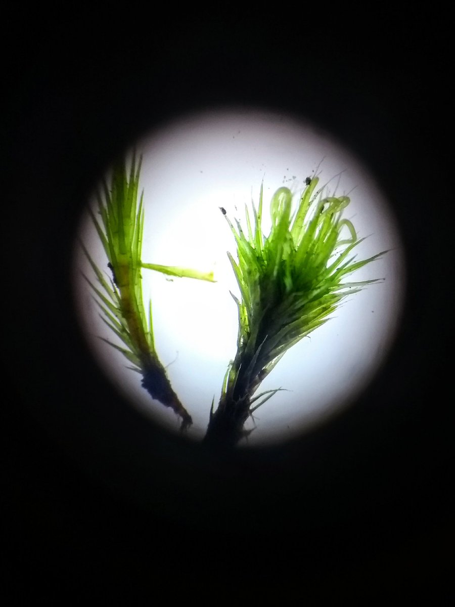 During Moss identification with Dr.M, snapped a Campylopus introflexus under the microscope! The deeply downwards curved seta can be clearly seen at this magnification. #moss #madaboutmoss #sbsproskills #mossisaheadache