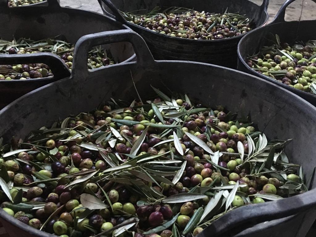 Restaurante Juan Carlos Ferrando (@ferrandococina) on Twitter photo Para demostrar que las aceitunas son mucho más que un aperitivo, nos unimos desde #Logroño a #ElRetoDeLaAceituna junto a 49 cocineros abanderados por <a href="/AceitunasEsp/">Aceitunas de España</a> <a href="/Pepe_elBohio/">Pepe Rodriguez</a> <a href="/DiegoGuerrero75/">Diego Guerrero</a> <a href="/QuencodePepa/">Rest. Qüenco de Pepa y tienda "La Huerta de Pepa"</a> <a href="/RamonFreixa/">Ramon Freixa</a> <a href="/RicardCamarena/">Ricard Camarena</a>
El reto empieza ya!! 👨🍳 Para demostrar que las aceitunas son mucho más que un aperitivo, nos unimos desde #Logroño a #ElRetoDeLaAceituna junto a 49 cocineros abanderados por <a href="/AceitunasEsp/">Aceitunas de España</a> <a href="/Pepe_elBohio/">Pepe Rodriguez</a> <a href="/DiegoGuerrero75/">Diego Guerrero</a> <a href="/QuencodePepa/">Rest. Qüenco de Pepa y tienda "La Huerta de Pepa"</a> <a href="/RamonFreixa/">Ramon Freixa</a> <a href="/RicardCamarena/">Ricard Camarena</a>
El reto empieza ya!! 👨🍳