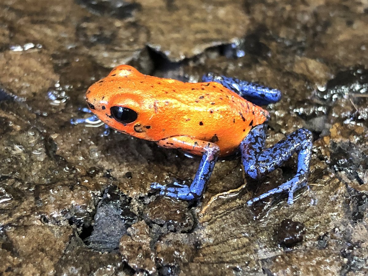 イチゴヤドクガエル ブルージーン 3匹セット①