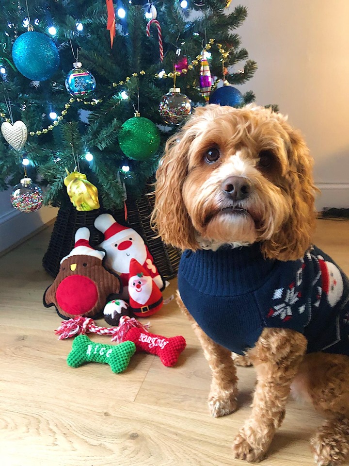 nclrollerderby's tweet image. On the 5th day, make sure you're following us on Instagram @nrgrollergirls for your daily dose of cuteness &amp;amp; joy 😍🐶🎁

Cute dog pics &amp;amp; the occasional dog-related joke, what's not to love?!!! Follow us &amp;amp; swipe to reveal what's behind each door.

#dogsofderby #adventcalendar