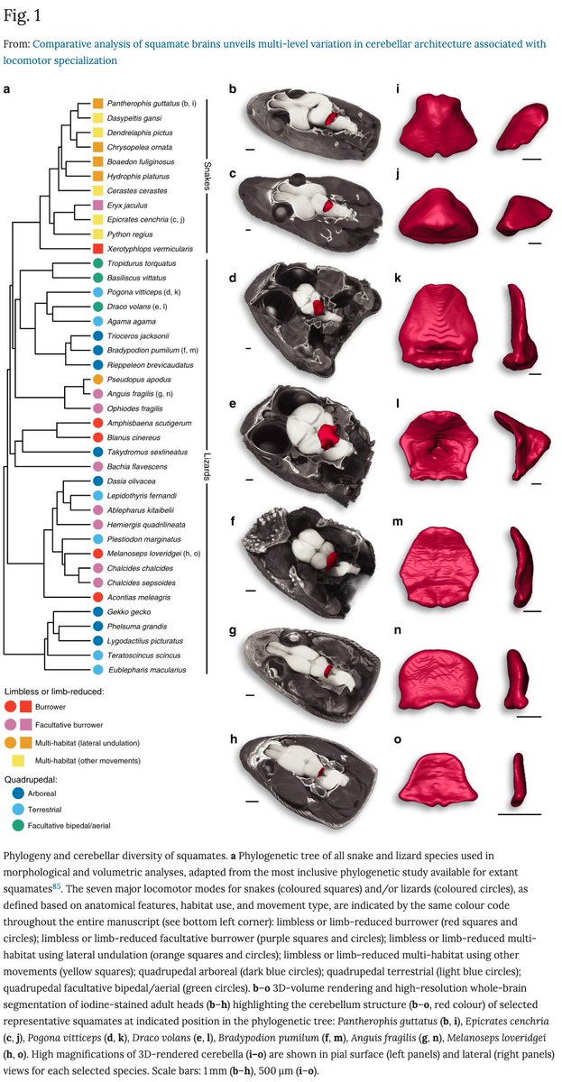 SquaMatesPod's tweet image. Check out this beautiful new paper on squamate brain evolution! Incredible micro-CT render quality, and fascinating insights into the neurobiology of locomotion after limb loss. nature.com/articles/s4146…