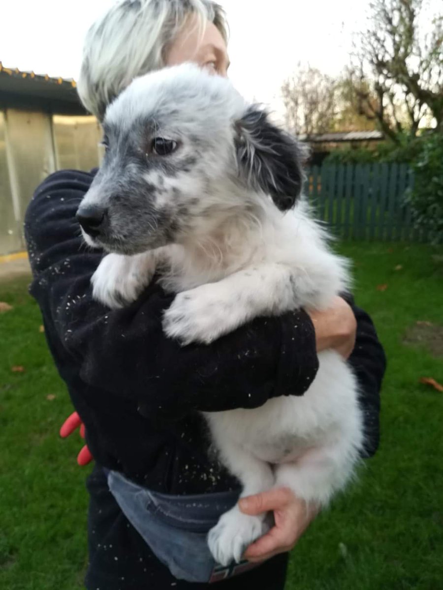 Sono 2 maschietti e 3 femmine, cercano nomi buffissimi e soprattutto cercano casa! Si trovano al canile di Vignate (MI).
Per info e/o adozione:
Sara 3494519671
Maurizio 3398909520
Ionela 3886313334
Chiara 3475760443 dopo le 17.00