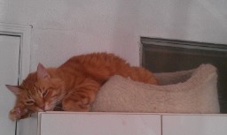 Tiffanie_Faith's tweet photo. Moose kitty having trouble getting out of bed 💜❤️

#ThrowbackThursday #chat #beauchat #gato #catlovers #kitten #cats #catsoftwitter #pets #catsofinstagram #animalforum #dogs #animals #Kitty #Meow #CuteCats #MeowMoe #CameraPhone #beautiful #furbabies #missyou #animallover #love https://t.co/TAEzjAYSix