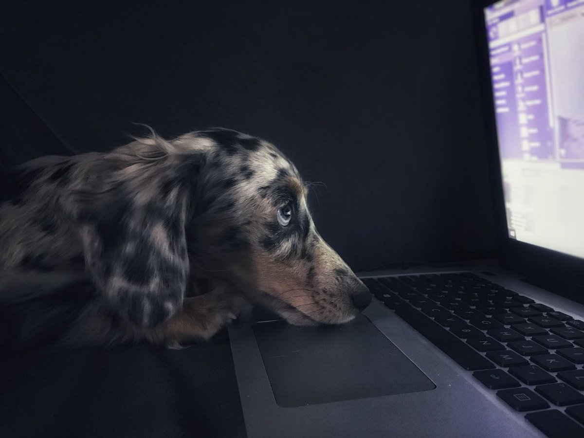 ryan_croman's tweet photo. #RateTheseDogs: Need any help with your work? This dog is all business! 11/10 https://t.co/TRQhUNz00k