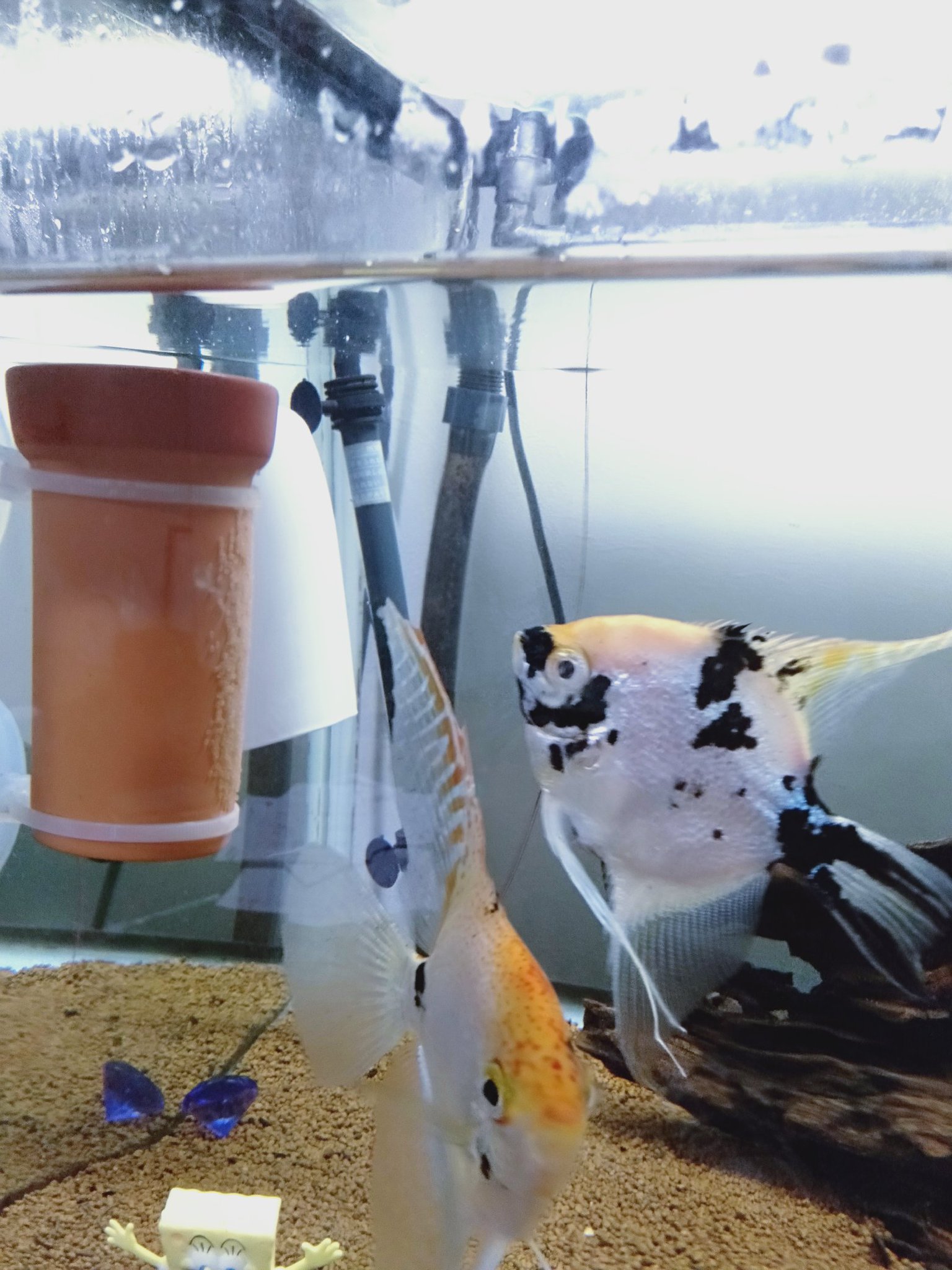 まってぃー やった 自作産卵筒に産卵してくれた 産卵筒