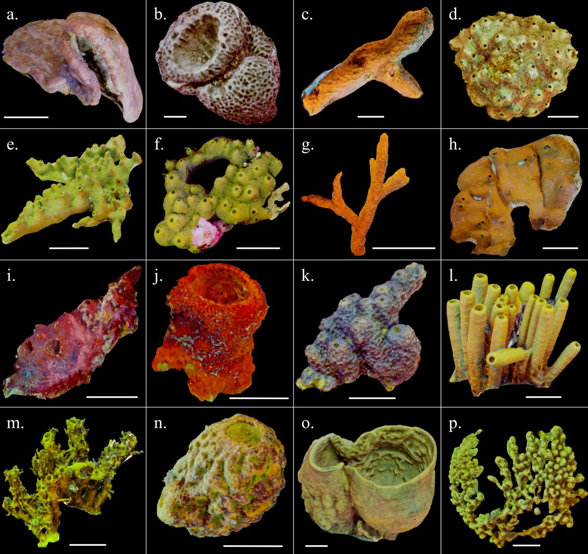 Dr. Lauren Olinger tweet media