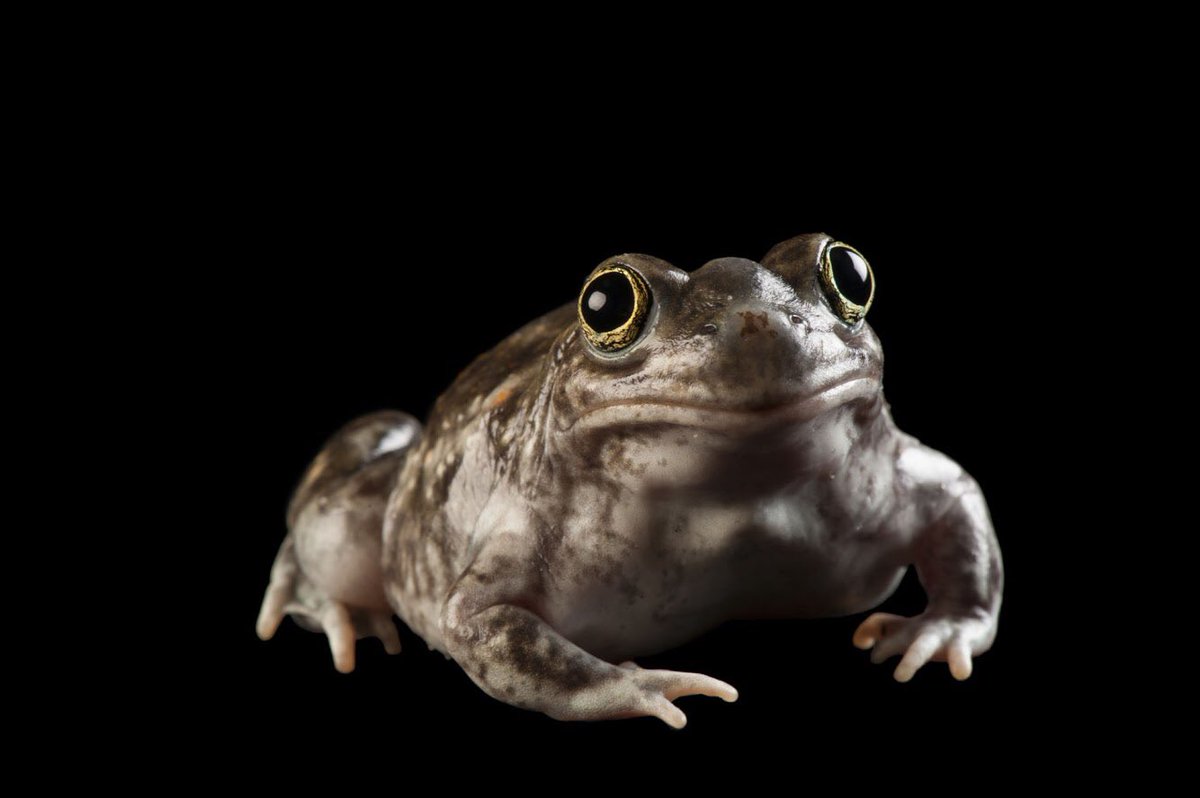Joel Sartore (@joelsartore) on Twitter photo This adorable toad is a plains spadefoot <a href="/UNLincoln/">University of Nebraska-Lincoln</a>. Wondering how this species got its name? Each of these toads has hard, keratinous protrusions on their hind feet which allows them to efficiently dig backwards into the soil, much like a spade (digging tool). This adorable toad is a plains spadefoot <a href="/UNLincoln/">University of Nebraska-Lincoln</a>. Wondering how this species got its name? Each of these toads has hard, keratinous protrusions on their hind feet which allows them to efficiently dig backwards into the soil, much like a spade (digging tool).