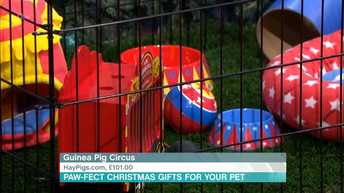 haypigs's tweet photo. Well that was a little bit of excitement wasn't it?! ๐๐ค Our Guinea Pig Circus range just appeared on ITV's This Morning with Phil and Holly! ๐คฉ๐คฉ๐คฉ Did anyone see it live?! ๐๐๐น๐ช๐
#haypigs #guineapigcircus #thismorning #ITV #onepiglove https://t.co/AjQEvNEEG2