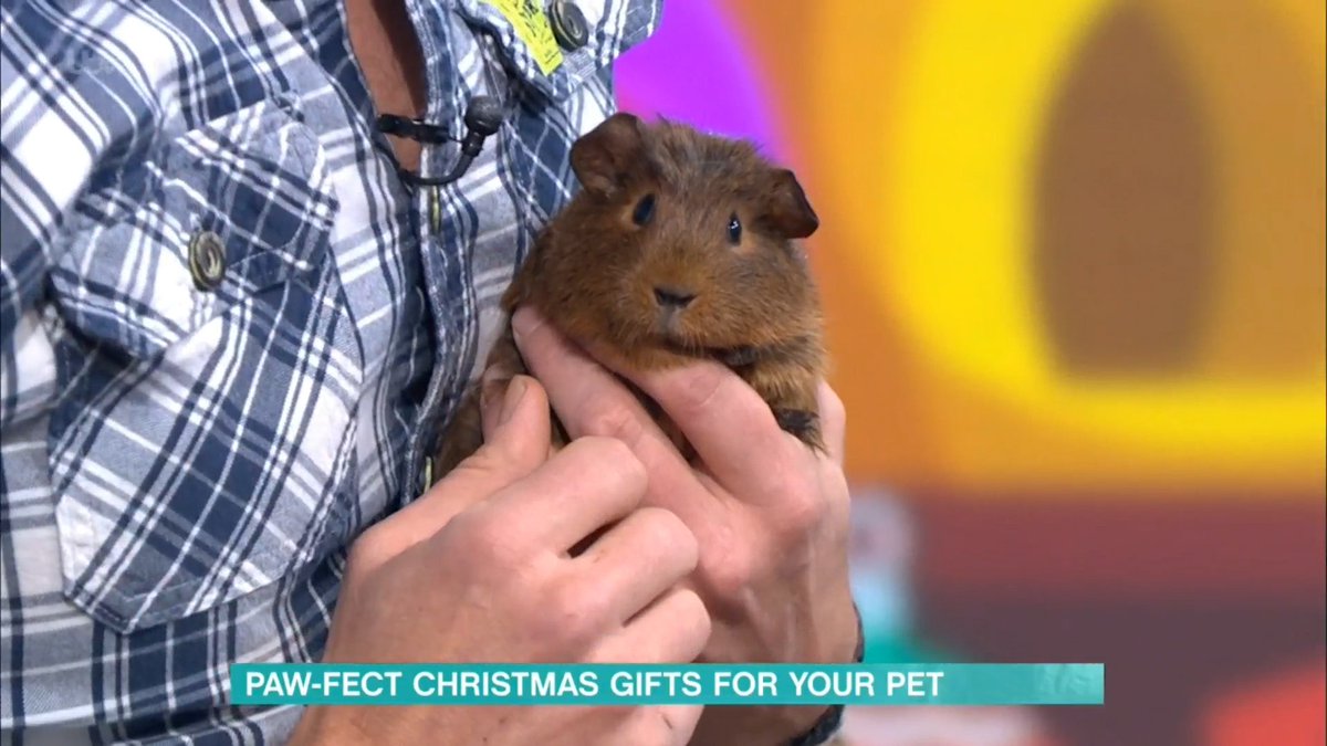 haypigs's tweet photo. Well that was a little bit of excitement wasn't it?! ๐๐ค Our Guinea Pig Circus range just appeared on ITV's This Morning with Phil and Holly! ๐คฉ๐คฉ๐คฉ Did anyone see it live?! ๐๐๐น๐ช๐
#haypigs #guineapigcircus #thismorning #ITV #onepiglove https://t.co/AjQEvNEEG2
