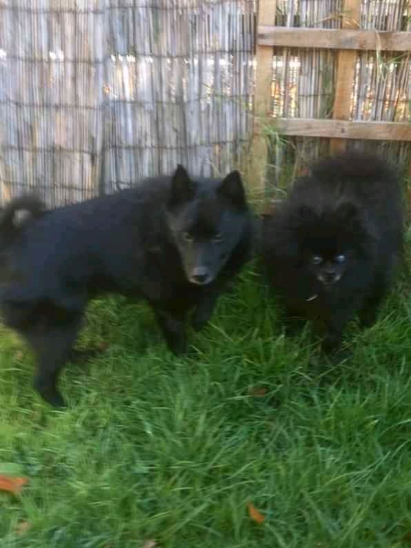 Please RT to help me find my furever home.
You'll find all my details and an enquiry-form here
findingfureverhomes.org.uk/dogs/diddie-an…