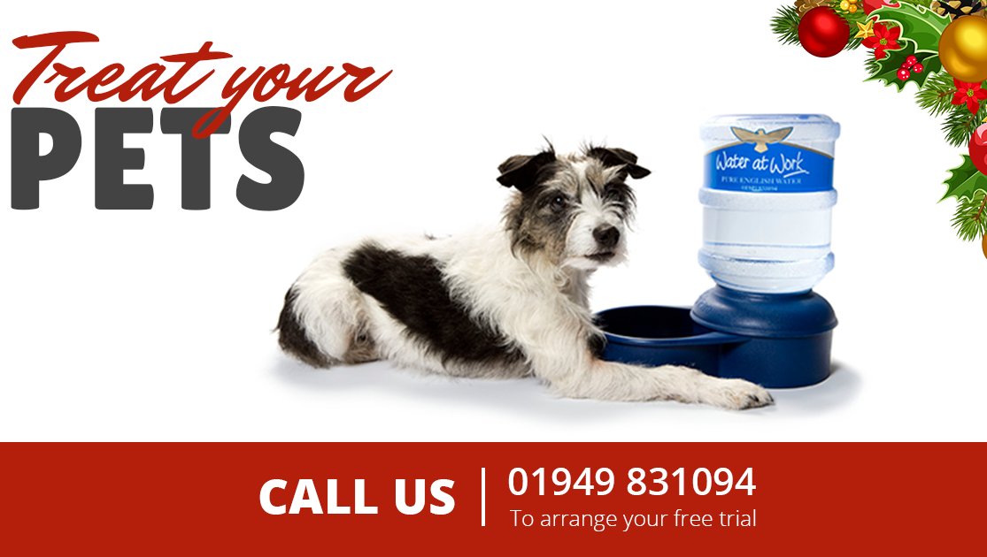 WateratWork's tweet photo. Calling all pet lovers... Why not treat them to a replenishing, filtered water bowl this Christmas. 🎄 🐾 Call to enquire today on 01949 831094. 
#christmasgiftideas #giftideas #christmas https://t.co/saAeF1gGh8