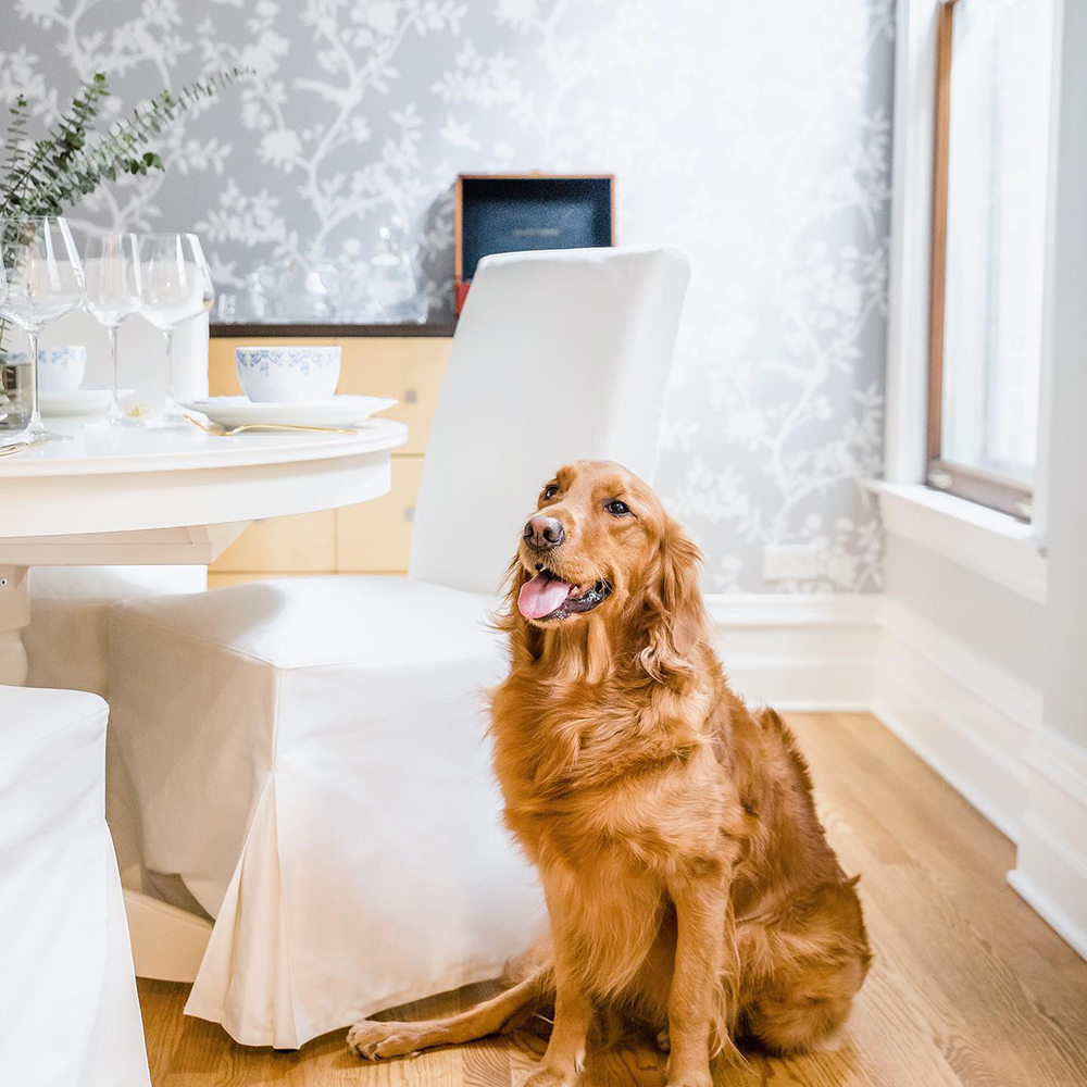 <a href="/meganpatty_/">megan patterson</a> and her dog Rosie 🐕 are all ready for their holiday guests!
How soon before your guests arrive, do you set the table? 
#tempaper print: Garden Affair
soo.nr/n11t

#tempaperyourspace #diningroom #holidayready