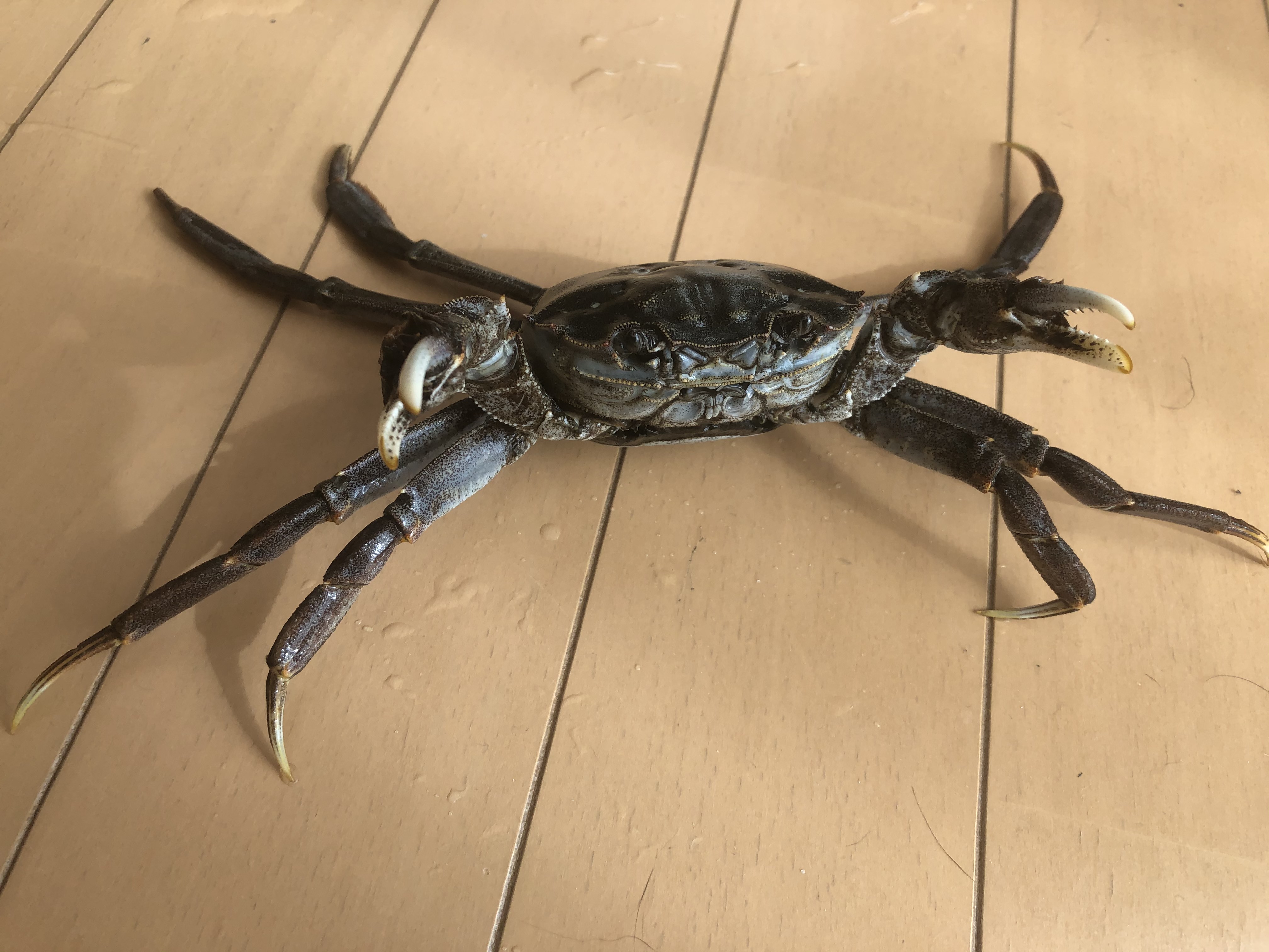 טוויטר あかめのかえる בטוויטר モズクガニ オスとメス オス 写真3枚 知人から食べてねと頂きましたが モズクガニ カニ料理 T Co Hs04pct4gs