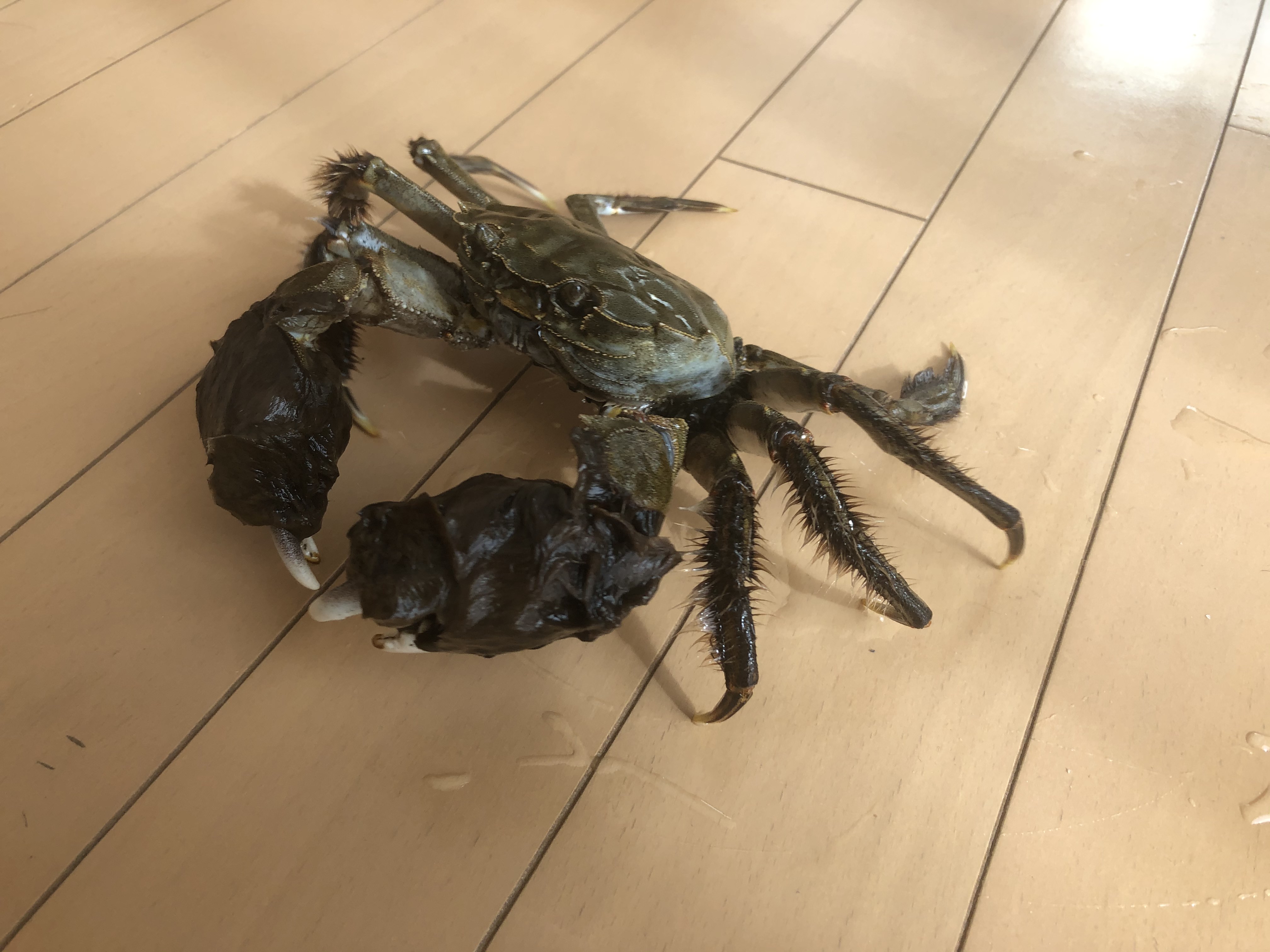あかめのかえる モズクガニ オスとメス オス 写真3枚 知人から食べてねと頂きましたが モズクガニ カニ料理 T Co Hs04pct4gs Twitter