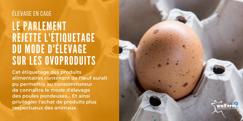Welfarm's tweet photo. [🐔 #POULESPONDEUSES] Hier, le Parlement a rejeté un amendement visant à mentionner le mode d'#élevage des poules sur les produits contenant de l'#œuf... 
Mesure rejetée notamment sous la pression de @dguillaume26. AFFLIGEANT 👎
➡️ https://t.co/svDd5JbYNY https://t.co/Dxd3CV1qr7