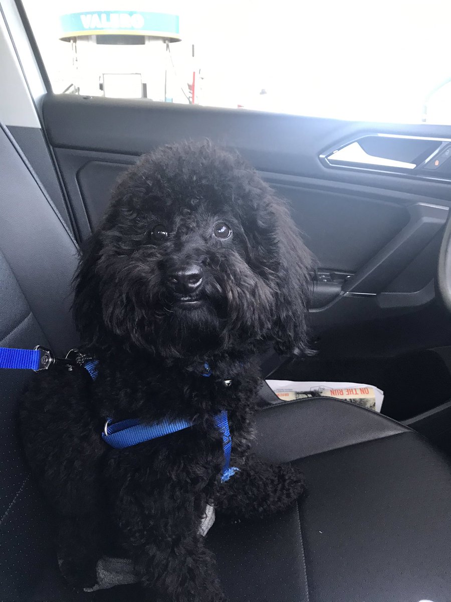 MrsCoronado4's tweet photo. Bixby Boy: I let my students name him! #iamup https://t.co/vBChd0hp0U
