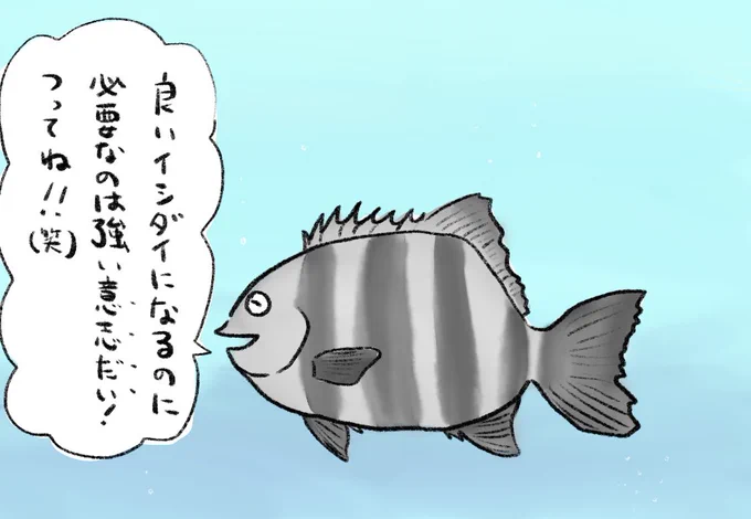 イシダイ。 
