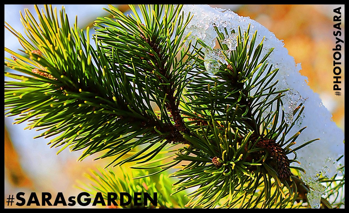 CITYGUIDEMUNICH's tweet photo. Good Morning! Guten Morgen! Bonjour! BonGiorno! Καλημέρα! !صباح الخير Günaydın! Rojbaş! #SARAsGARDEN #PHOTObySARA #WINTERGARDEN #TREESintheCITY #WINTERHOLIDAY #WINTERZAUBER #WINTERPARADIES https://t.co/na7R4m7D9t