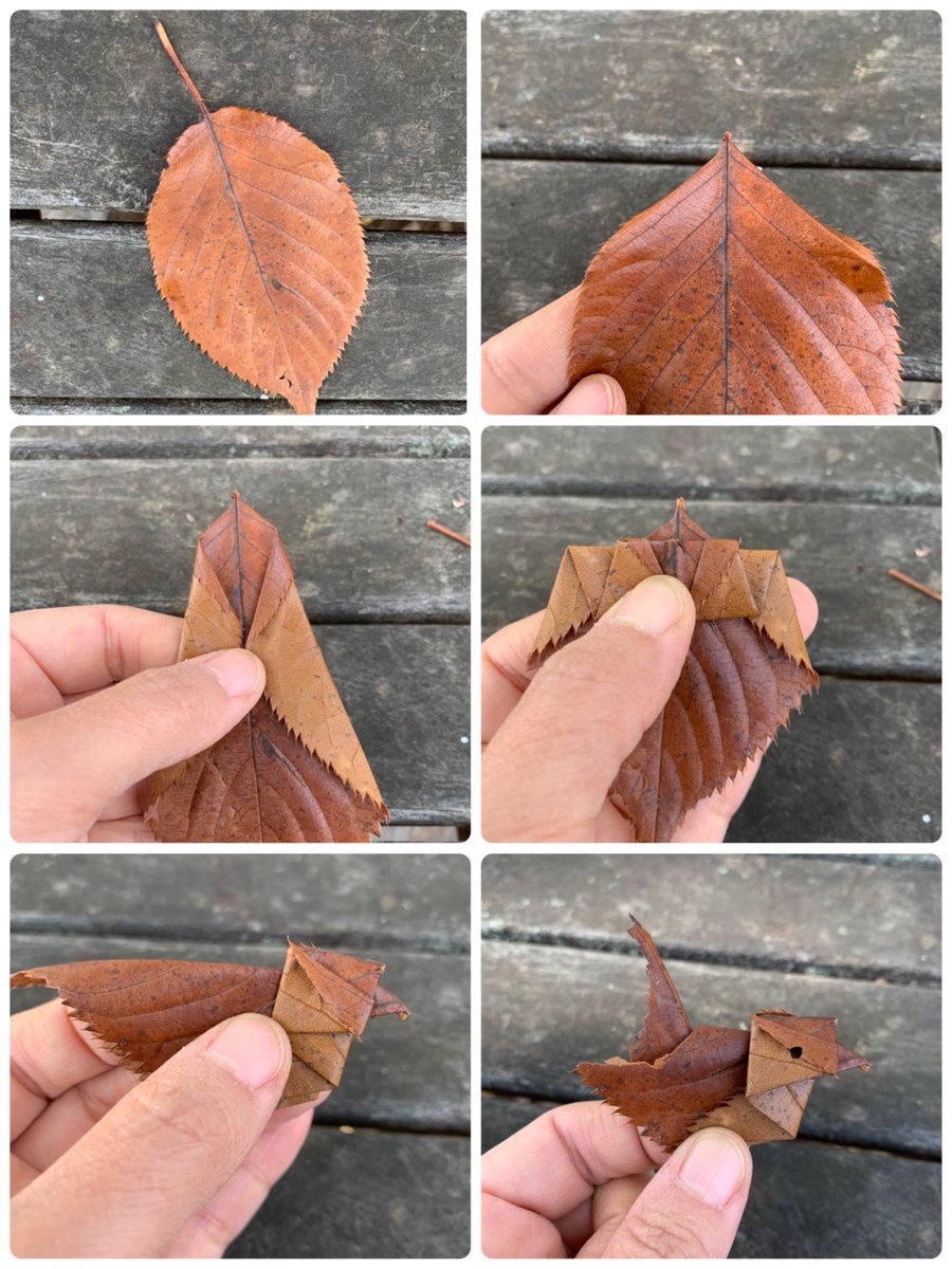 Inori 桜の茶色い落ち葉でスズメを作りました 今日行った公園では桜の落ち葉はほとんど茶色になっていました 茶色も可愛かったのでスズメを折りました 五羽くらい折っているとだんだん形が決まってきて 結局十羽くらい折りました