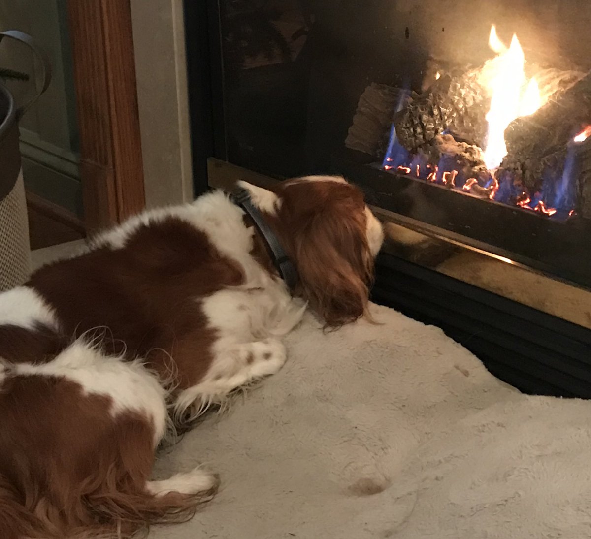 CavKingToby's tweet photo. Mmmm - toasty.  #cavlife #cavsoftwitter https://t.co/GgMffcbRp6