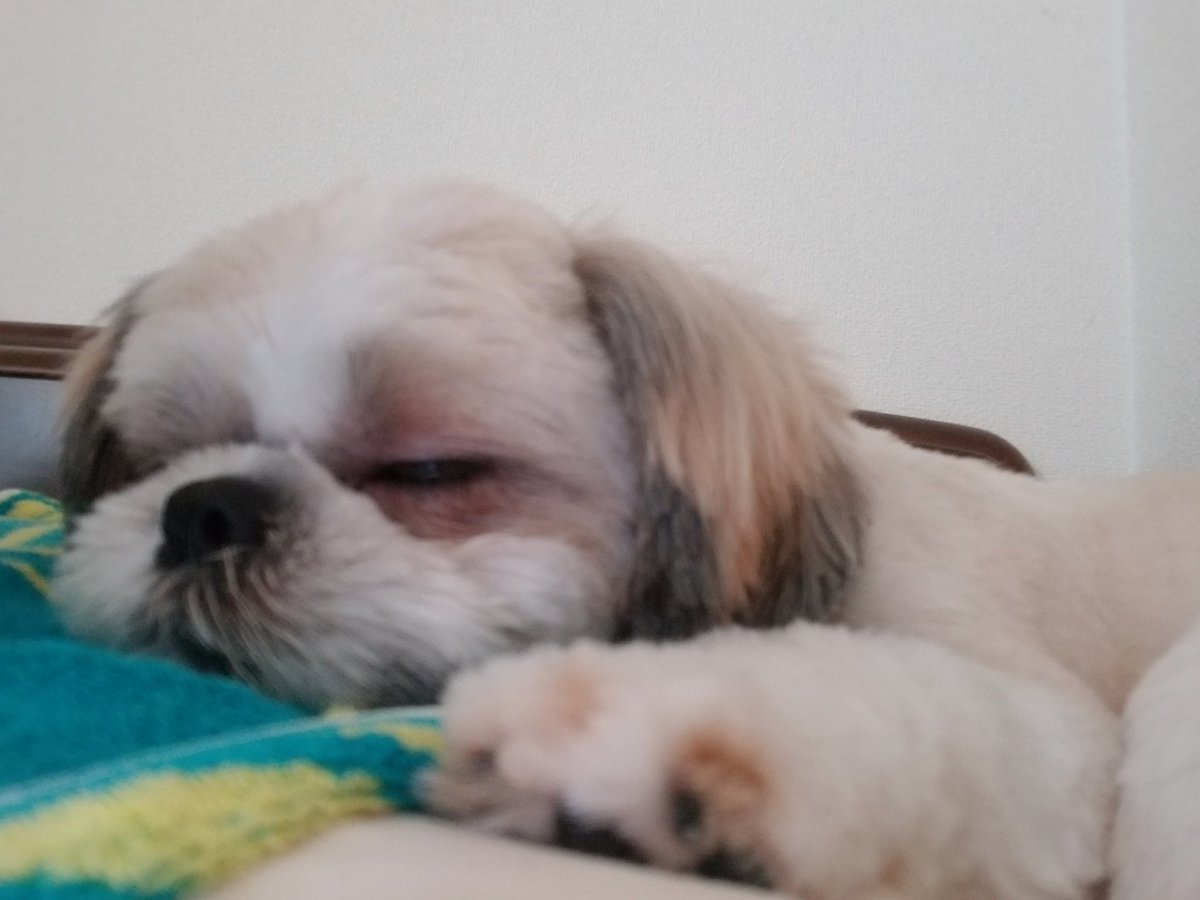 ゴルゴ シーズー犬 我が子の寝顔は 文句無しに可愛い 普段のやんちゃぶりを許せてしまう シーズー シーズー犬