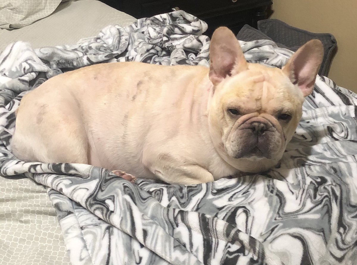 My name is Patrón because I am the BOSS (and my mom likes tequila)! ❤️ #myPpup #iamup