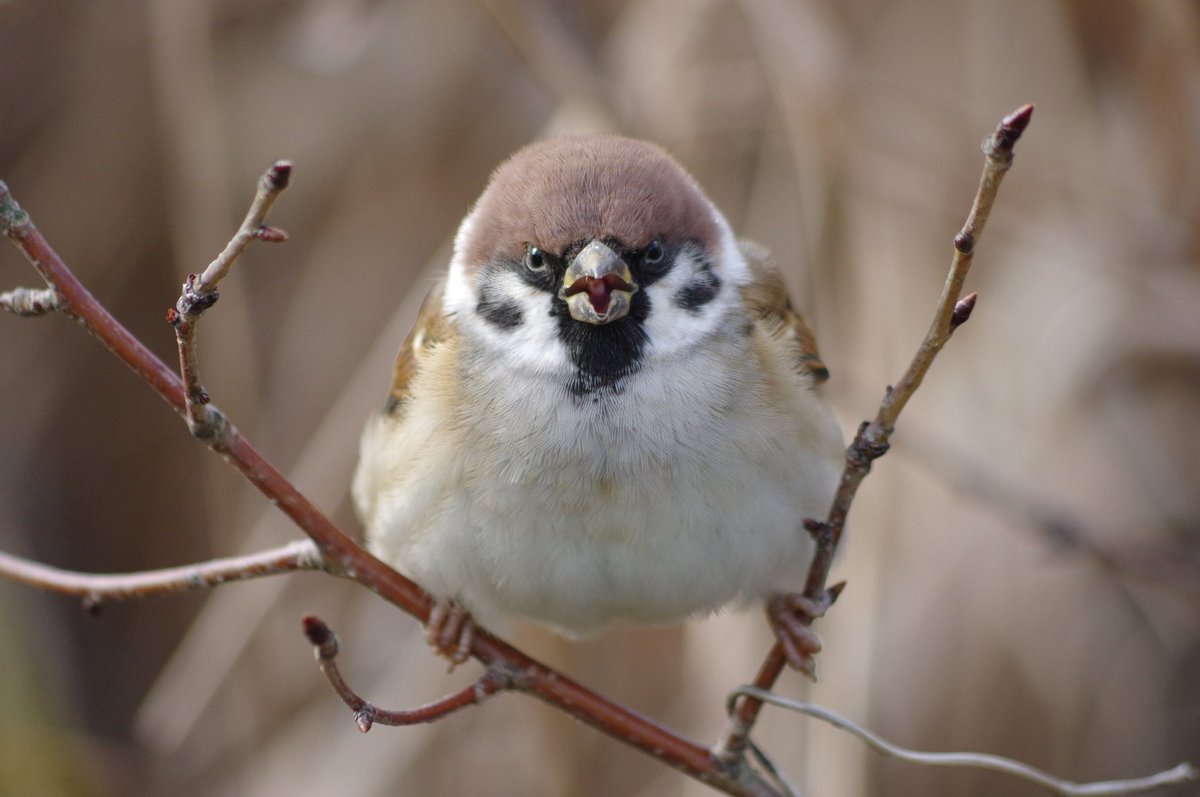 「おうニンゲンか、おやつを持ってきたのだな。ご苦労であった。」
#雀 #スズメ #すずめ #sparrow #鳥 #小鳥 #野鳥 #bird https://t.co/GP5iqrEiZx