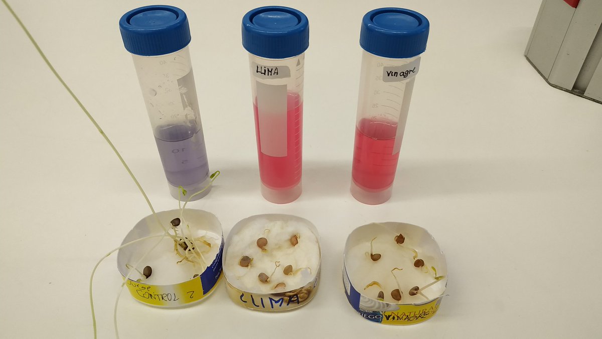 MariolaScience's tweet image. Práctica multinivel: Inhibición del crecimiento de lentejas, previamente  germinadas, por acción de la acidez. @ManuelFuentesRe Utilización de materiales caseros: yogurts como placas, limón y vinagre como medio ácido, y extracto de col lombarda como indicador de pH #ProfesBioGeo