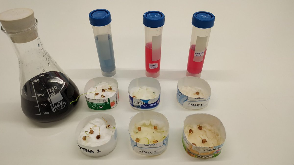 MariolaScience's tweet image. Práctica multinivel: Inhibición del crecimiento de lentejas, previamente  germinadas, por acción de la acidez. @ManuelFuentesRe Utilización de materiales caseros: yogurts como placas, limón y vinagre como medio ácido, y extracto de col lombarda como indicador de pH #ProfesBioGeo