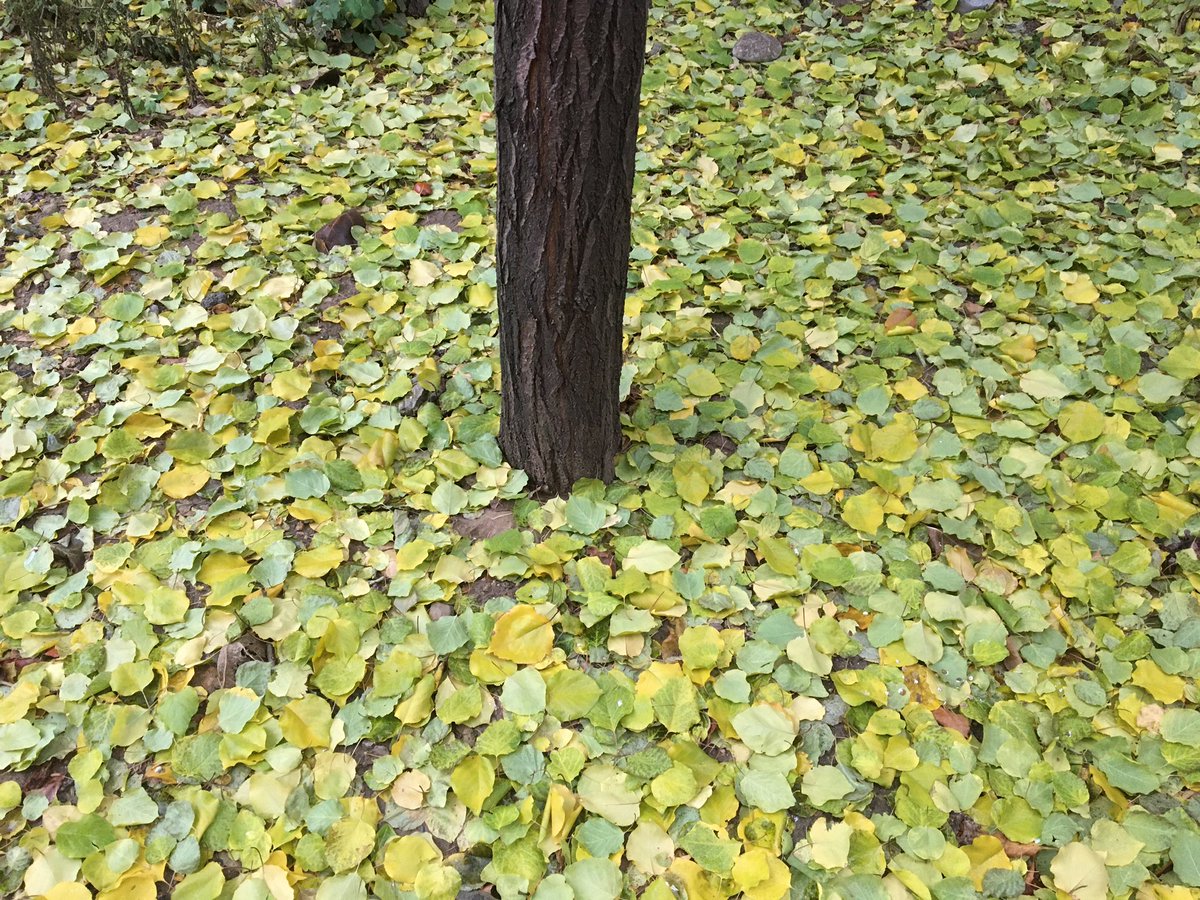 Ve bir mevsim daha pılını pırtını etrafa saçıp, terkediyordu doğayı...
#sonbahar>kış