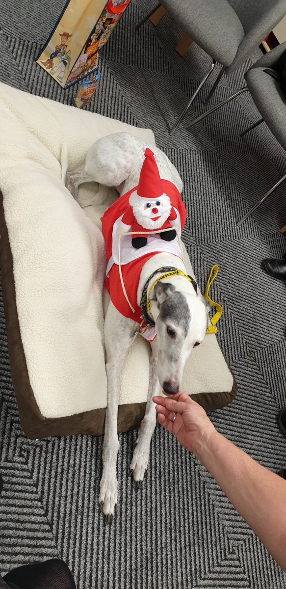 labrussels's tweet photo. Aww the lovely Dotty paid a visit to #parrLibrary , to listen to the children read.  #LoveLibraries #lovebooks #books #theropydogs https://t.co/abpjjj4AFL