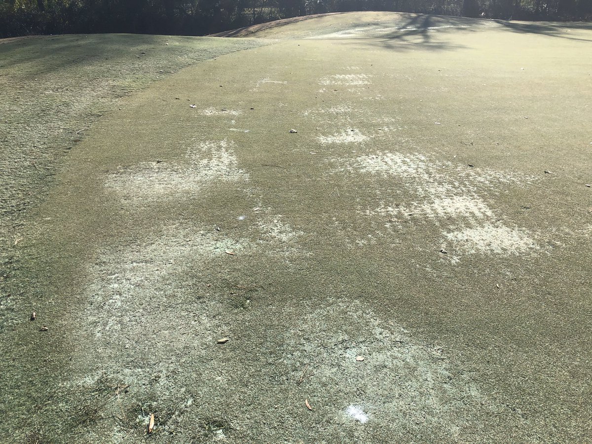 backthatgrassup's tweet photo. 16 green still has a few thin areas, but nowhere near what we were dealing with this time last year #basalpruning https://t.co/jFnqhjqLqq
