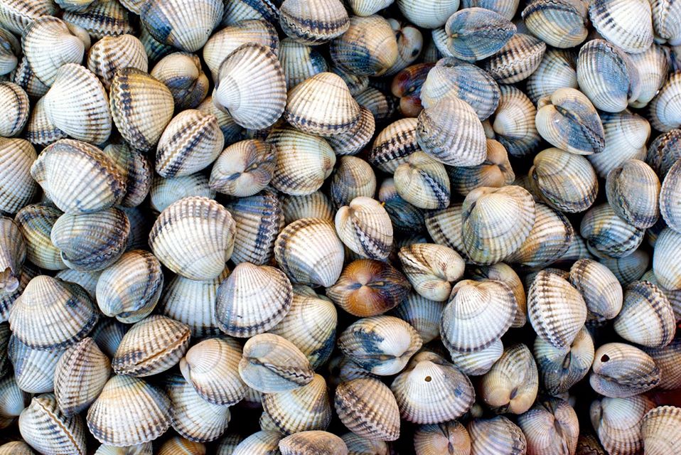 👏 The first cockle fishery on the UK east coast has been MSC certified. To fish sustainably, the Leigh Port Partnership cockle fishery: 
✅ Only catch cockles of a specific size
✅ Limit catch to specific times 
✅ Assess their impact on estuary wildlife
via.msc.org/iMNj50xsqXz