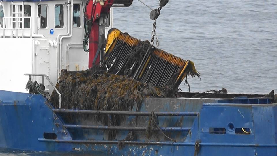 AilsaMcL's tweet photo. @marinescotland aim to start kelp dredge trials in 2020, branded our 'Year of Coasts and Waters'. What. A. Joke In England they are spending £££ regenerating their kelp beds for the benefit of fisheries and the environment. #nokelpdredge #environmentfail https://t.co/hDLyZTjqnQ https://t.co/g0gH805pBg