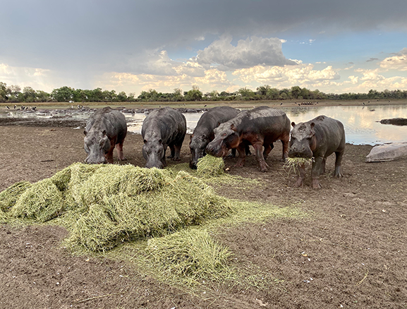 Save_WildlifeCF's tweet photo. #ClimateChange #globalwarming are a tangible reality in #Botswana. For the Wildlife they mean suffering thirst and hunger. >100 #Hippos got stuck in a waterhole in #Nxaraga. Besides #waterProvision #SAVEWildlifeCF employees help feeding the Wildlife https://t.co/5wONjRYRG4 https://t.co/5yFdjqC5wB