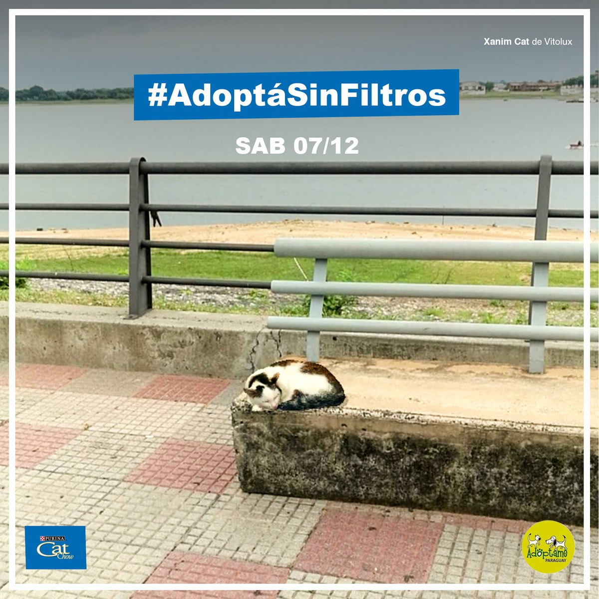 Solo pasaba a decirles que si están buscando cerrar el año acompañado un amigo puro corazón, este sábado se viene #AdoptáSinFiltros, la última feria de <a href="/AdoptamePy/">Adoptame_py</a> y Purina del año en el Shopping Mariscal, de 17 a 20 hs. 
RT para que la gente se entere y Adopte en vez de comprar.