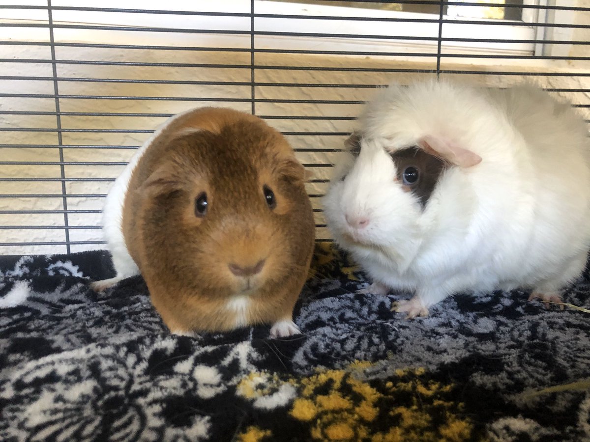 FurryNationSalv's tweet photo. Our newest rescues, Sunshine &amp; Spice. These guinea pigs needed placement after their owner could no longer care for them. We are excited to have these little guys! Please welcome them to our rescue! https://t.co/ftNqMdsMFR